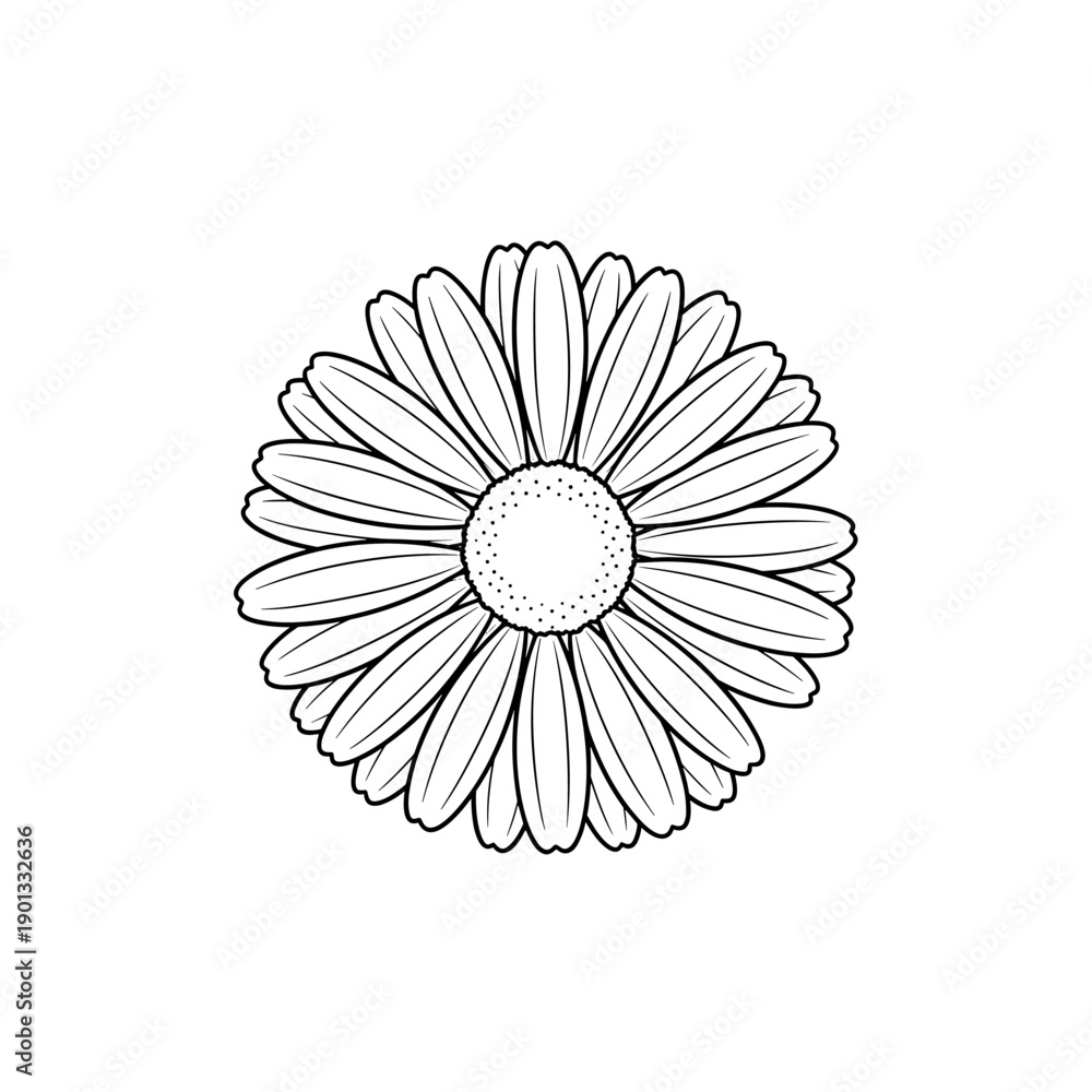 Fototapeta premium White daisy flower with yellow center isolated on black and white background