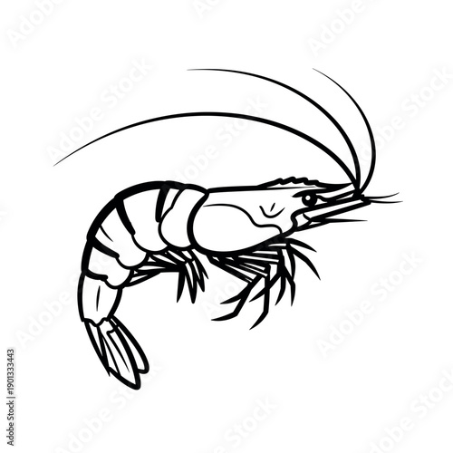 vector illustration of shrimp