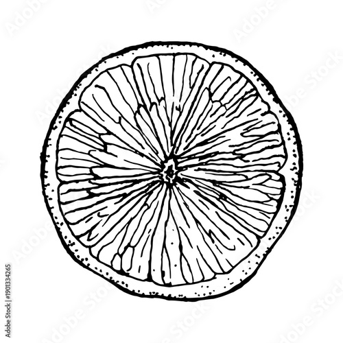 Orange cross section with visible pulp texture, illustrated as hand drawn black and white sketch, suitable for food labels, menus, packaging, culinary branding and educational kitchen design.