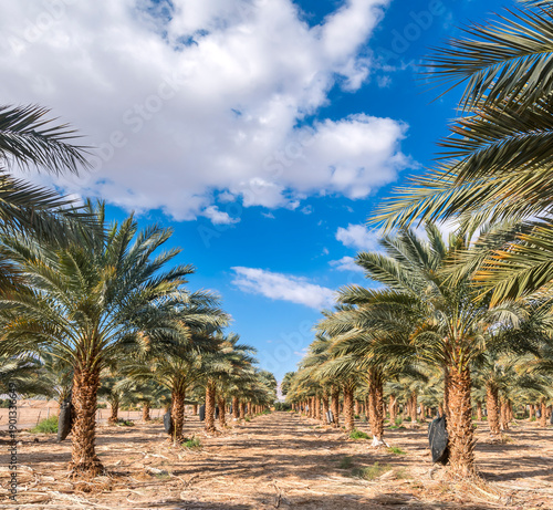 Plantation of date palms, concept of  sustainable agriculture industry in des...