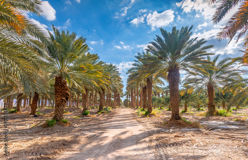 Plantation of date palms and countryside road, concept of  sustainable agricu...