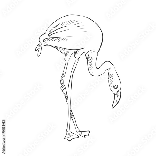 Hand drawn flamenco bird