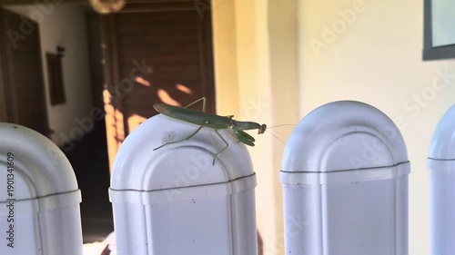 A side-view, medium shot of a green praying mantis perched on the curved top of a white plastic or PVC fence. The background shows a softly blurred residential entryway with warm, natural lighting.
