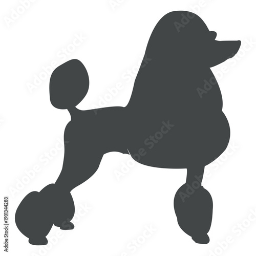Poodle silhouette posing