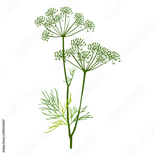 Dill herb illustration