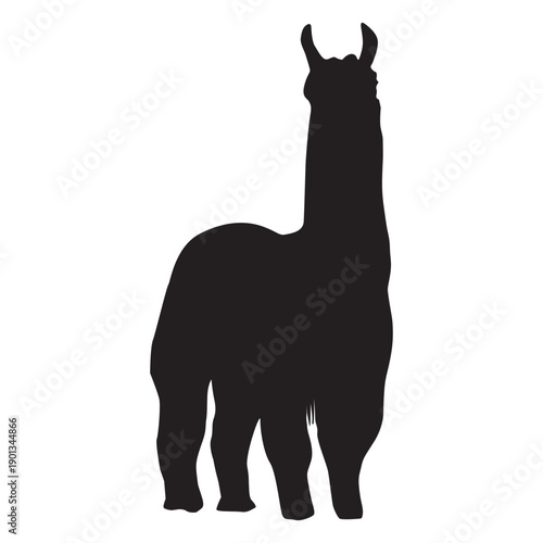 Isolated llama standing silhouette