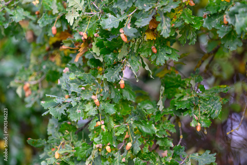Canvastavla Detailed CloseUp Image of Oak Tree Leaves Featuring Acorns in Their Natural Sett