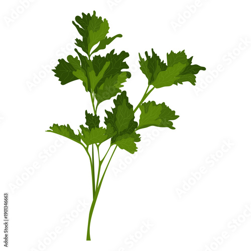 Garden parsley herb illustration