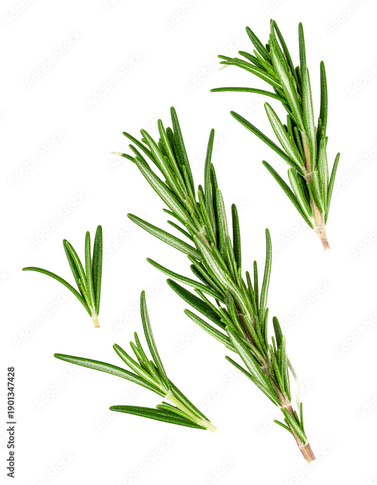 Obraz premium Fresh rosemary sprigs seasoning and cooking herb