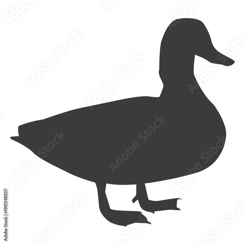 Drake duck wild duck beak silhouette bird