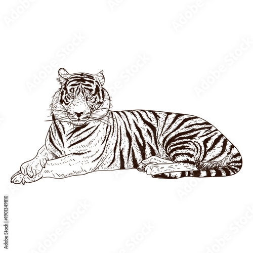 Hand drawn relaxing tiger illustration