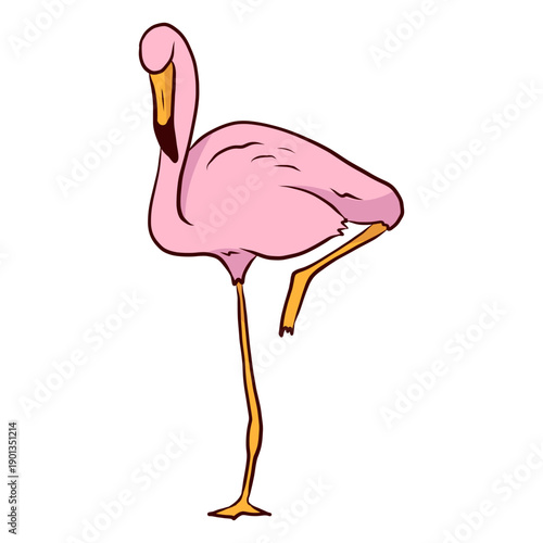 Flamingo beak illustration