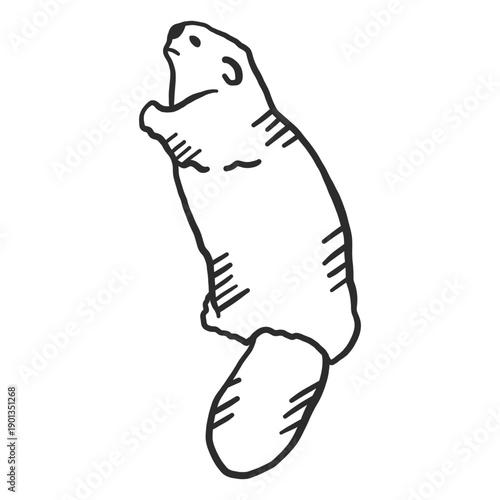Beaver tail doodle animal