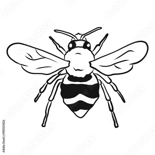 Bee wing wasp stripe sketch