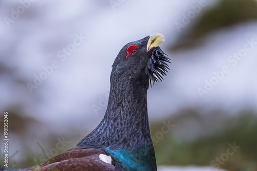 Male Western capercaillie (Tetrao urogallus)