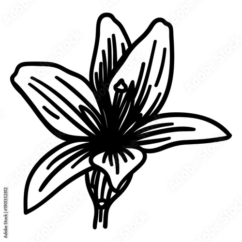 Stamen petal flower stroke