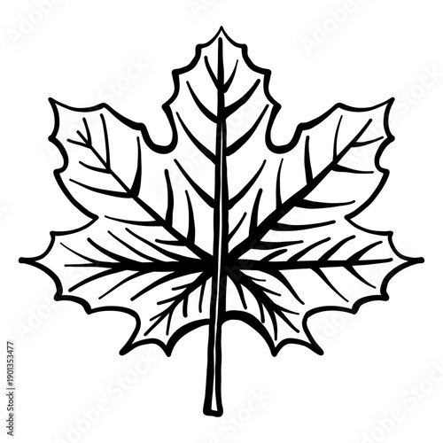 Leaf maple sketch