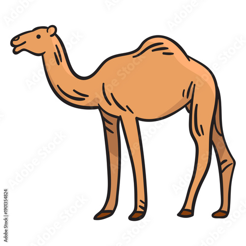 Camel animal illustration
