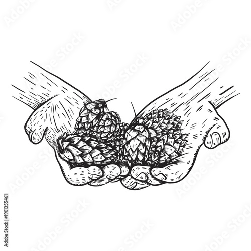Hop cone hand illustration