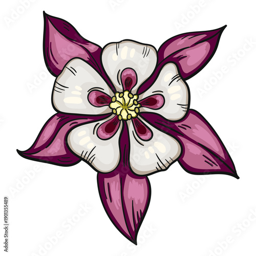 Fotografía Wild flower white purple columbine