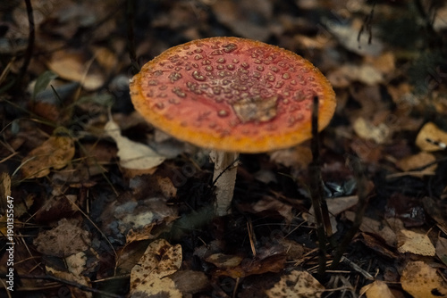 Photography Detailed image of fungi among fallen leaves, Vivid macro shot of mushroom thrivi