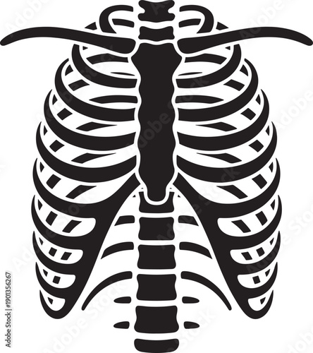 Human rib cage anatomy illustration