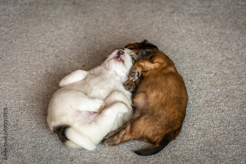 two puppies sleeping