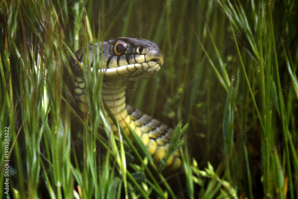 Obraz premium primer plano de culebra bastarda