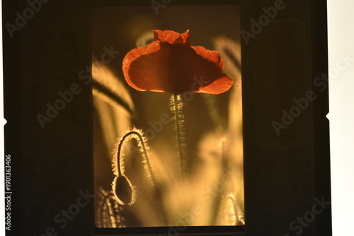 amapolas a contraluz