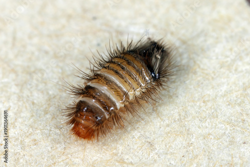 Larwa of Dermestidae family, skin beetles, Anthrenus, carpet beetles. These are insects commonly found in apartments and houses, pests of various products.