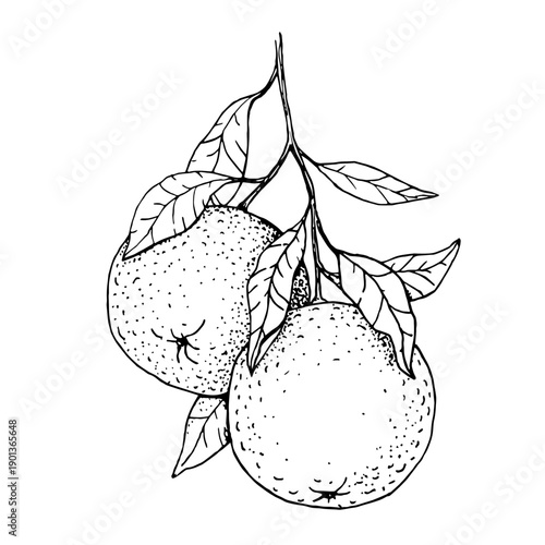 Mandarin or oranges citrus fruits on branch with leaves, illustrated as hand sketched black and white drawing, suitable for food packaging, labels, menus, recipes and citrus branding.