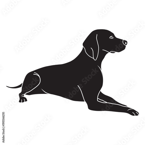 Weimaraner dog lying down black