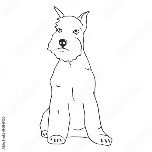 Sitting schnauzer dog stroke