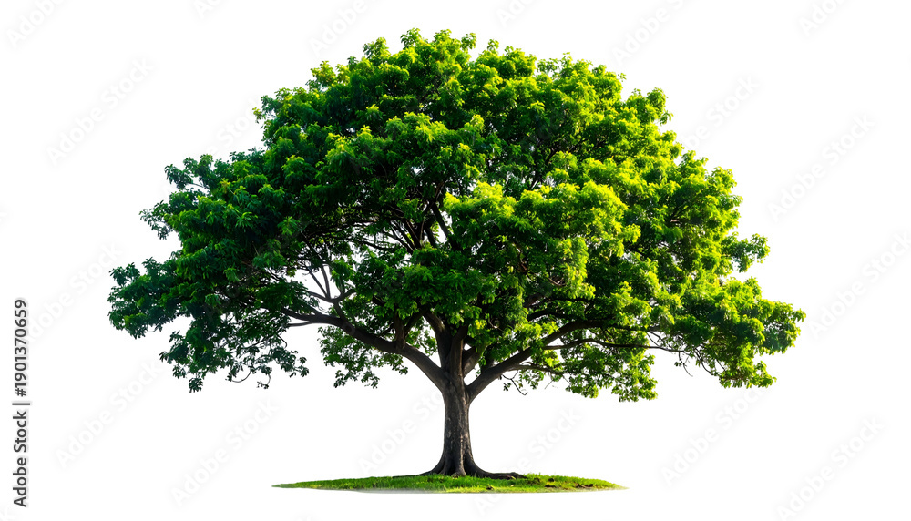 Fototapeta premium Isolated green tree with lush foliage and a brown trunk on a transparent background