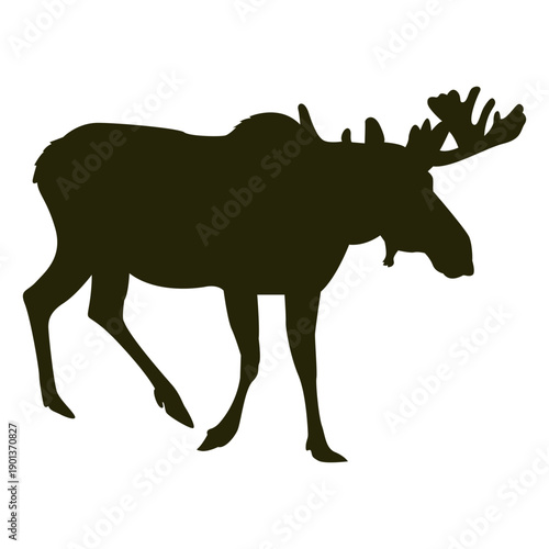 Hunting moose right facing walking