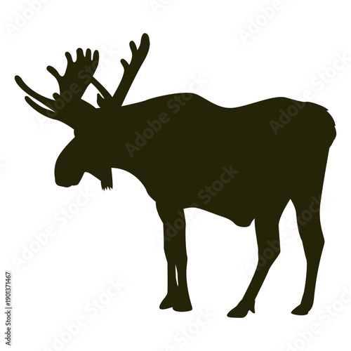 Hunting moose left facing standing