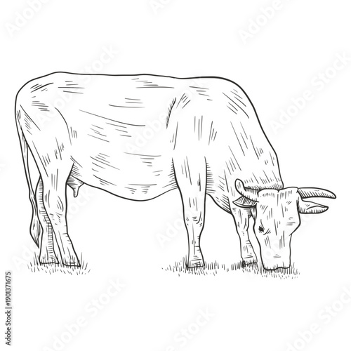 Eating cow black and white