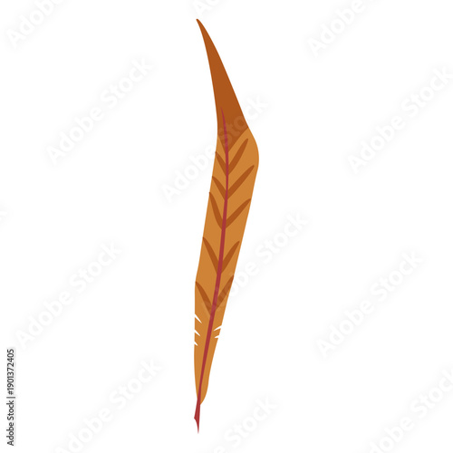 Long brown colored feather