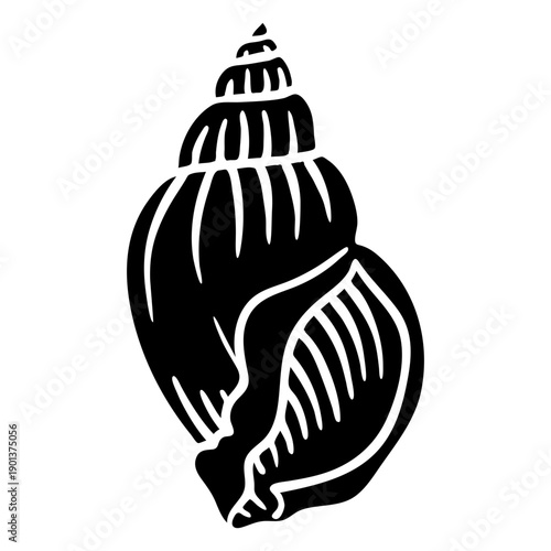 Seashells scotch bonnet