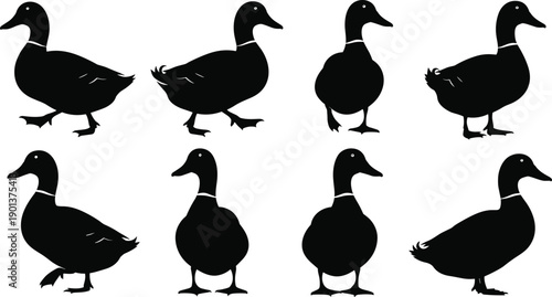 Duck silhouette vector set, black waterfowl collection, different standing poses, farm bird illustration isolated on white background
