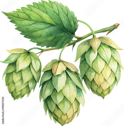 Green Hops Botanical Watercolor Illustration
