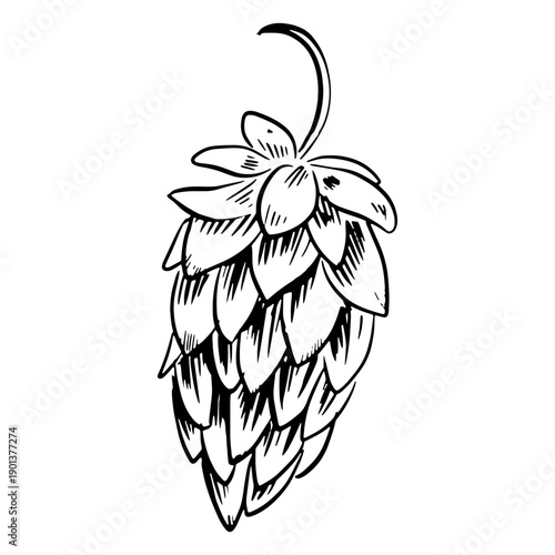 Hop plant drawn
