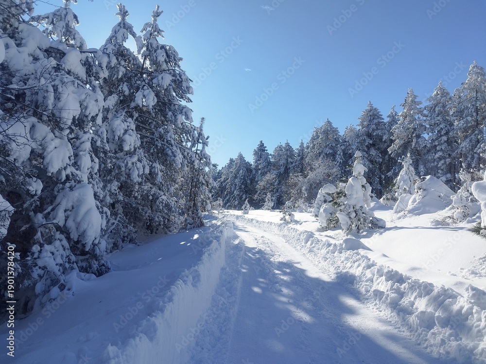 Obraz premium Snowy mountain road through frozen pine forest on jagodnja.