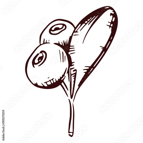 Thanksgiving cranberries hand drawn