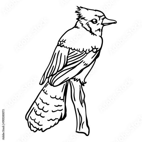 Realistic hand drawn bird blue jay perching stroke