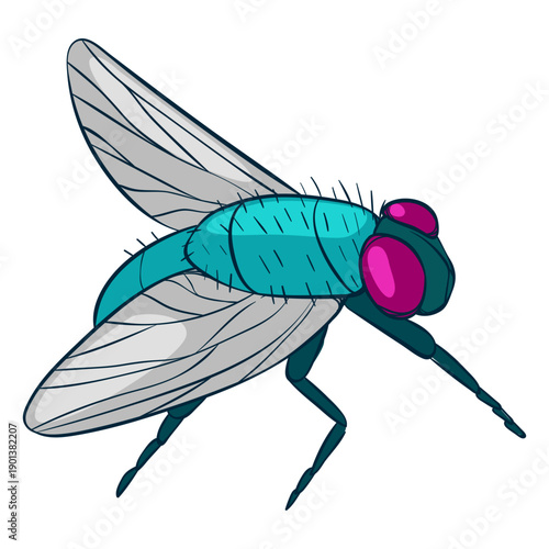 Side view fly illustration