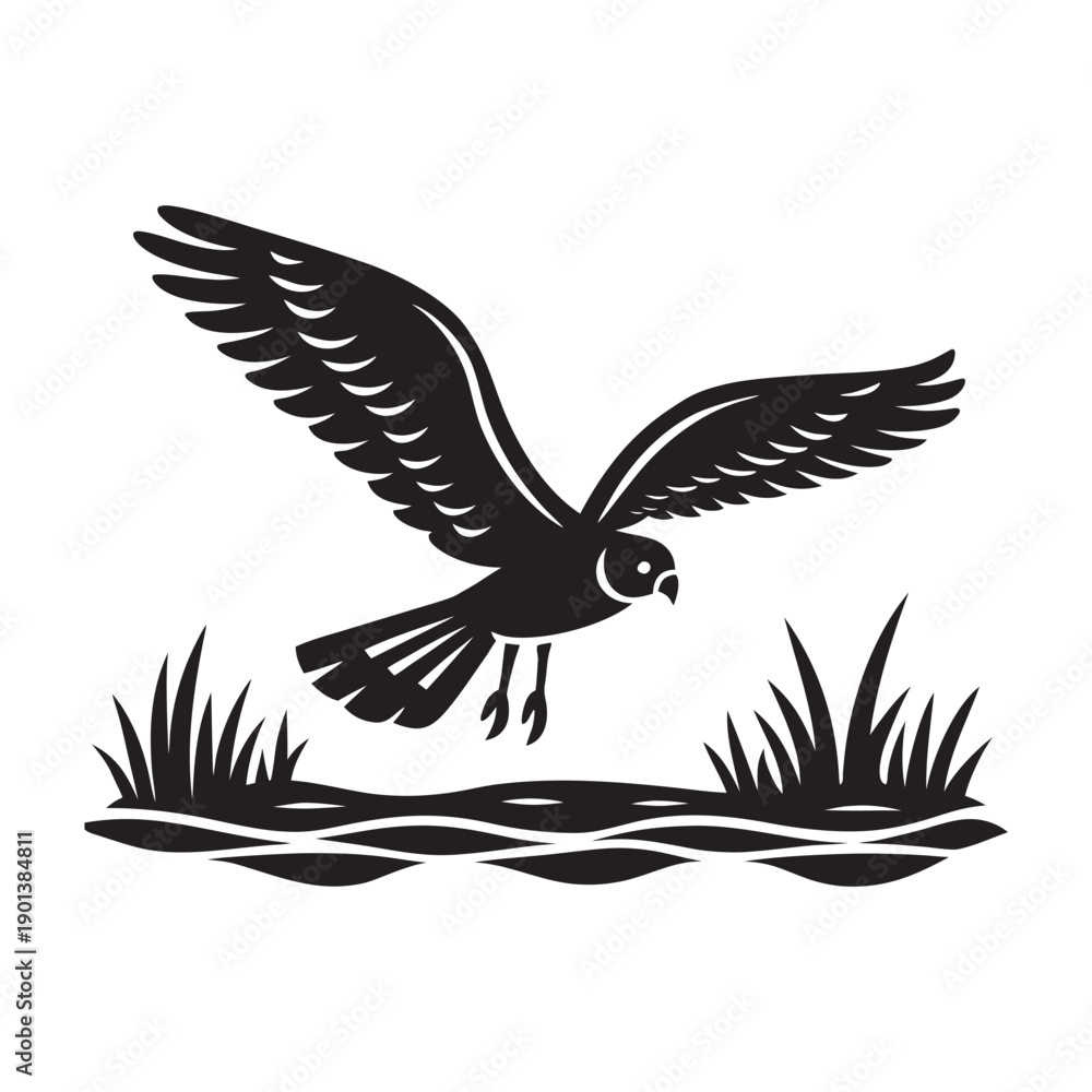 Fototapeta premium Flying Harrier Marsh Predator Bird Silhouette