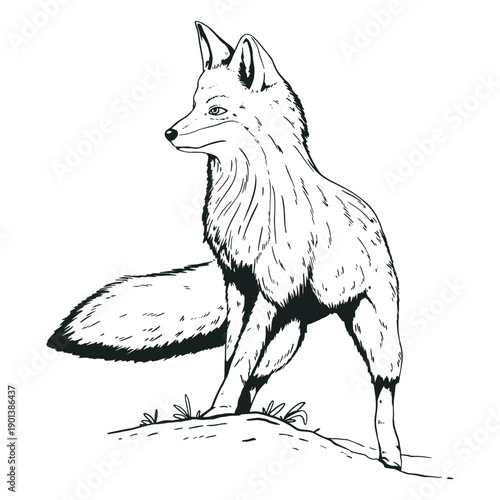 Fox animal hand-drawn
