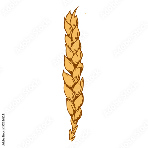 Wheat spike design