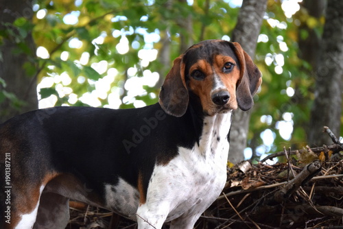 Treeing Walker Coonhound